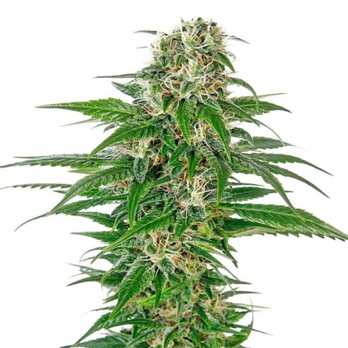 Sensi Seeds - Early Skunk Automatic